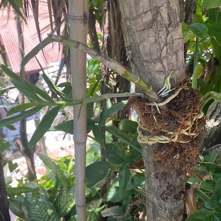 Owl House Hotel Piedades Luaran gambar