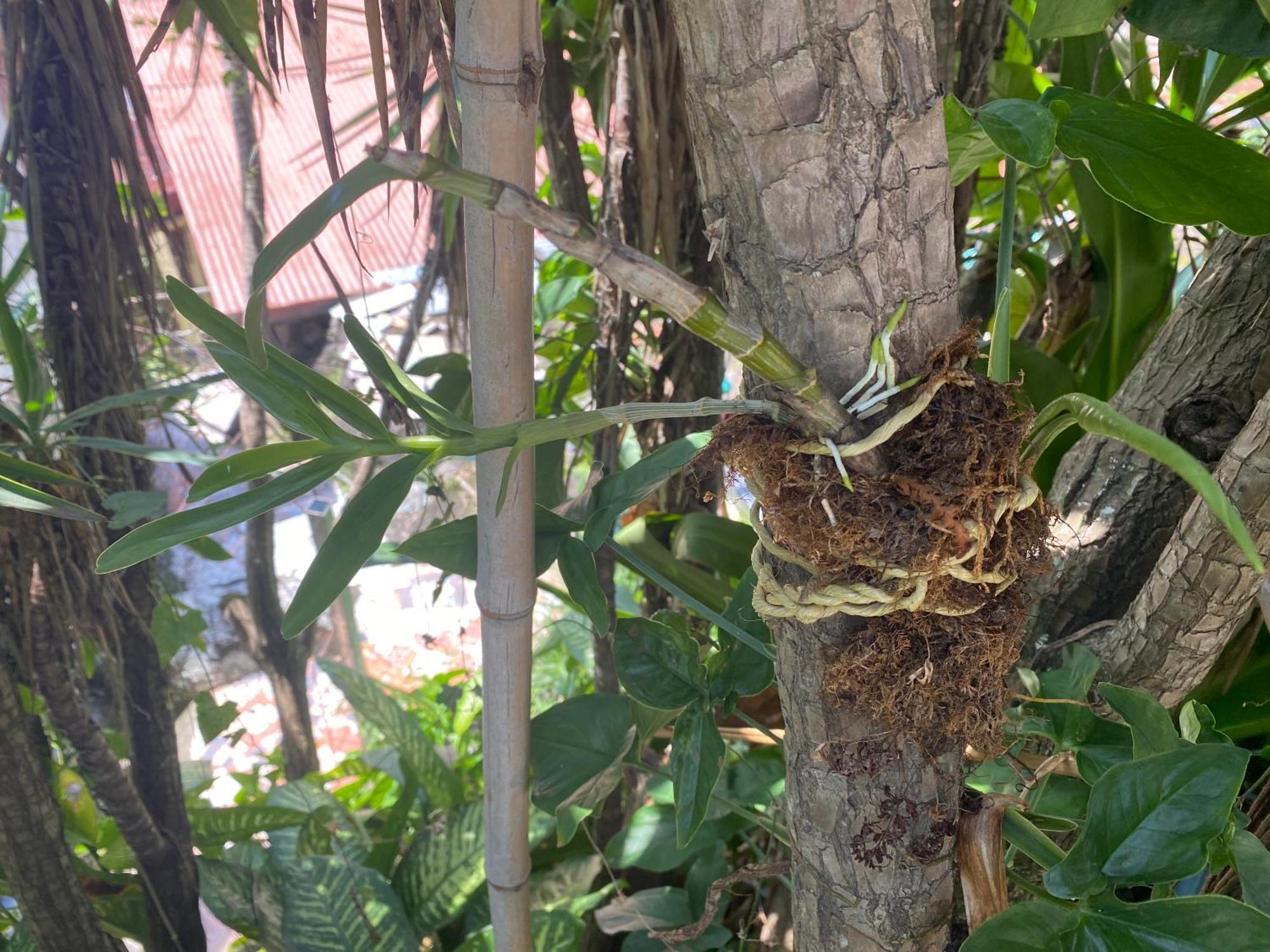 Owl House Hotel Piedades Luaran gambar